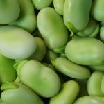 fava6